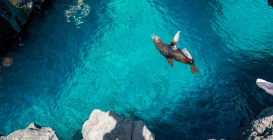 Hike on Santiago Island (Sugarloaf Volcano or fur seal grotto)