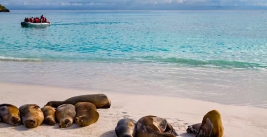 Zodiac-Kreuzfahrt mit Expeditionsteam