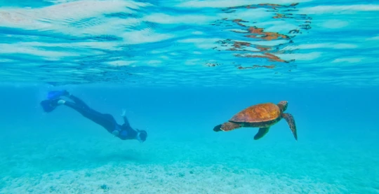 Schnorcheln mit dem Expeditionsteam