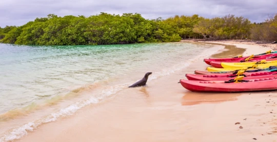 Kajakfahren mit dem Expeditionsteam