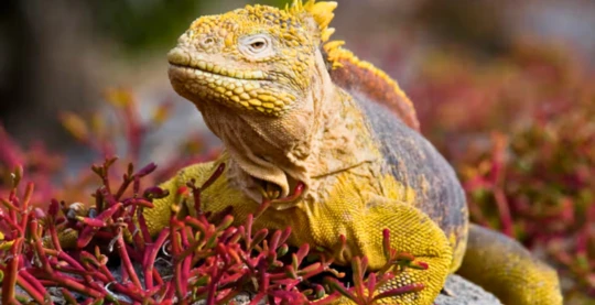 Besuch im Zuchtzentrum Fausto Llerena