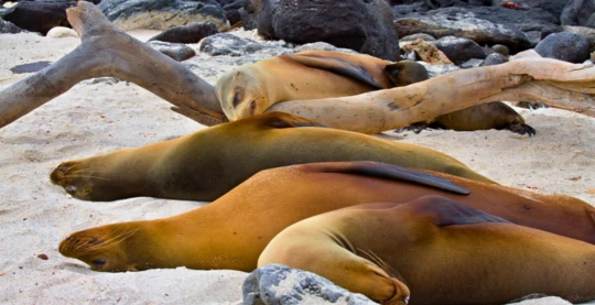 Visit Mosquera Island