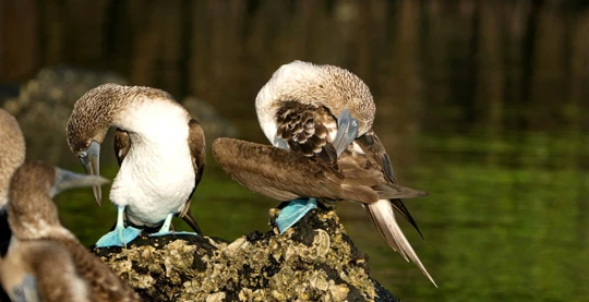 Découverte de Caleta Tortuga