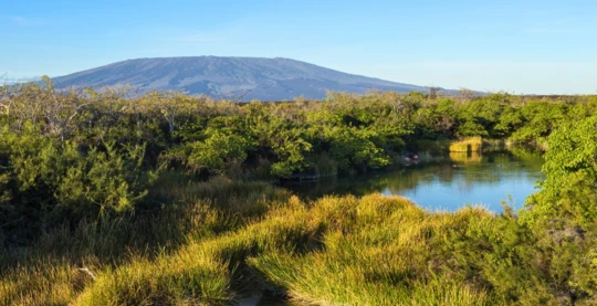 Admire the lava fields of Cerro Azul volcano