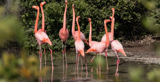 Visit to Punta Cormorant