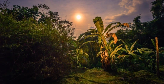 Promenade nocturne en forêt