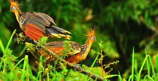 Visite du parc national de Yasuní