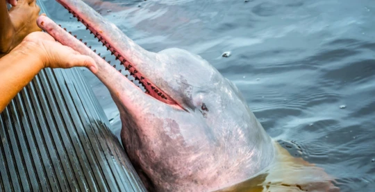 L'expérience du dauphin rose de rivière