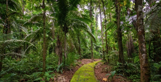 Promenade en forêt