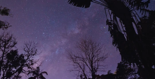 Promenade nocturne dans la jungle