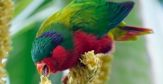 Descubrimiento del periquito rojo “Ura”