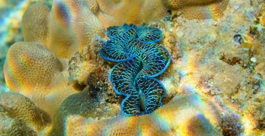 Degustación de almeja gigante