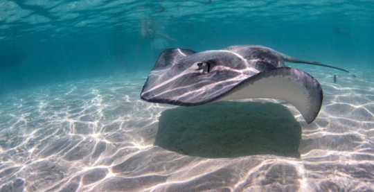 Nado con tiburones y rayas