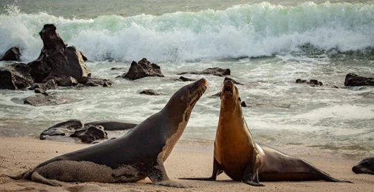 Entdecken Sie die Insel Lobos