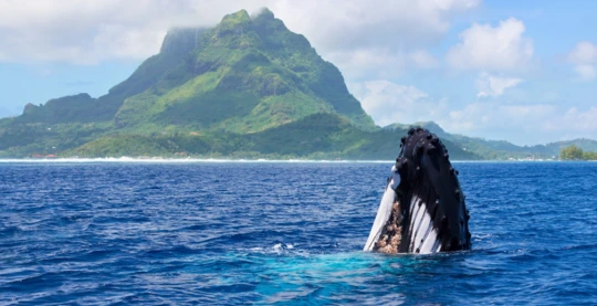 Observación del baile de las ballenas jorobadas
