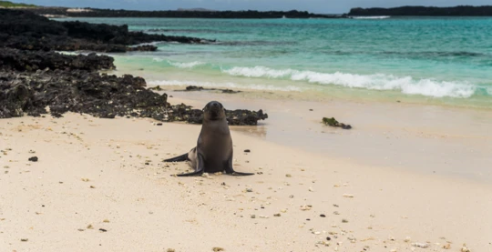 Esplorazione di Sombrero Chino