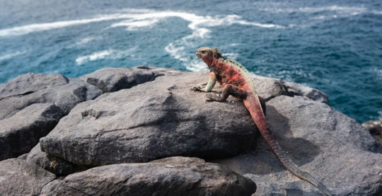 Esplorazione della Fauna a Punta Suarez