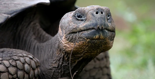Rencontre avec les tortues géantes
