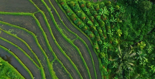 Trek through coconut plantations