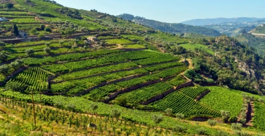 Régua : culture du vin – Casa dos Viscondes da Várzea