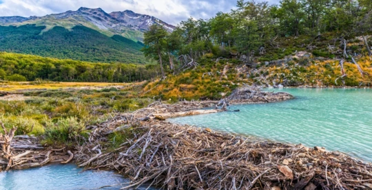 Excursion to discover a beaver dam