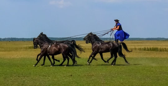 Vac / Budapest : spectacle équestre