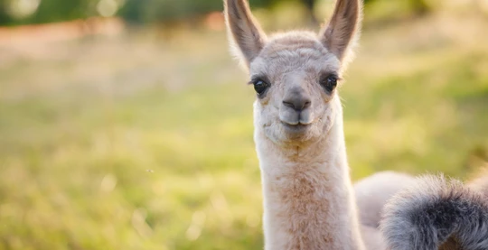 Espira: Viaje con alpacas