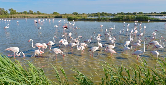 Arles: Die wilde Camargue