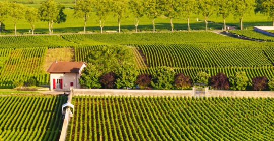 Découverte des merveilles vinicoles de la Côte de Beaune