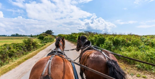 Horse-drawn carriage ride to discover the island of Hiddensee