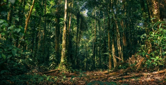 Excursion into the heart of the rainforest