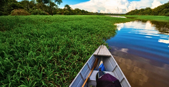 Exploring the flooded forest of Mamirauá by canoe