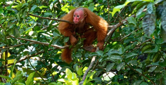 Walk in search of the uacari monkey