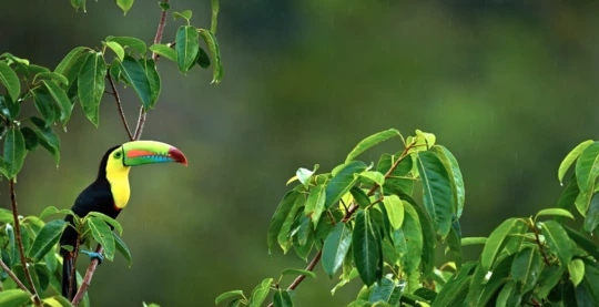 Wildlife observation