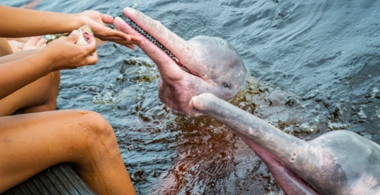 Observation  des botos (dauphins roses) et tucuxis (dauphins gris)
