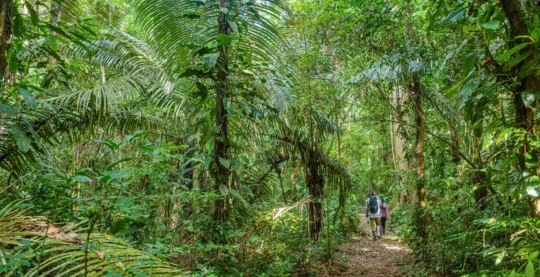 Marche en forêt à la découverte de la flore de l’Amazonie brésilienne