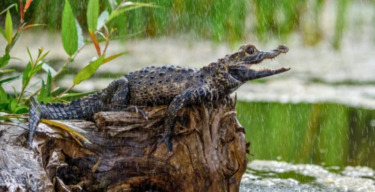 Observation des caïmans
