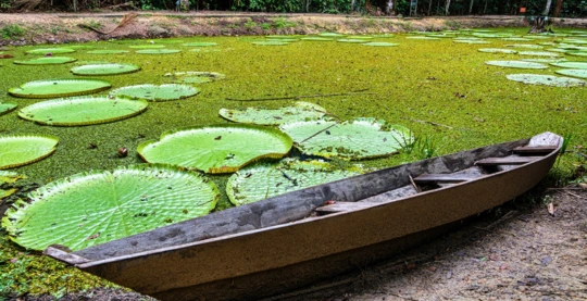 Exploration du lac Janauari en bateau rapide