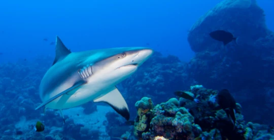 Plongée à l’épave du Numidia – expérience historique et vie marine abondante