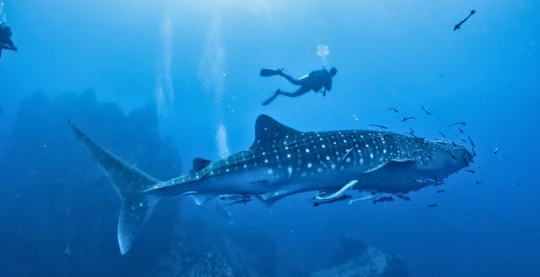 Plongée au nord de Daedalus – rencontre avec les grands pélagiques