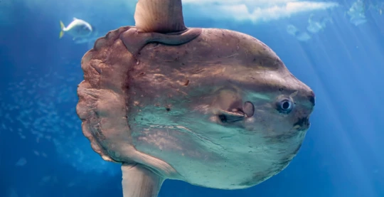 Plongée au plateau nord de Small Brothers