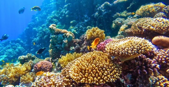 Plongée à Erg Somaya – site d’exploration captivant