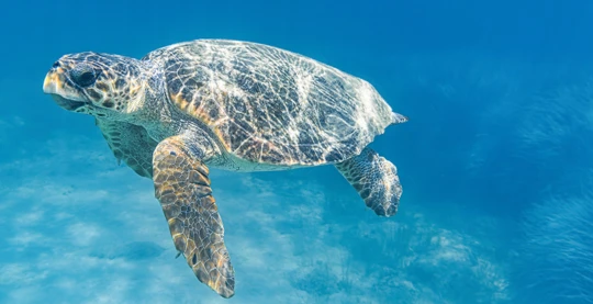 Swim with Caretta Caretta turtles