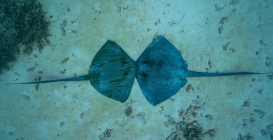 Plongée à Police Station – récif accessible et riche en vie