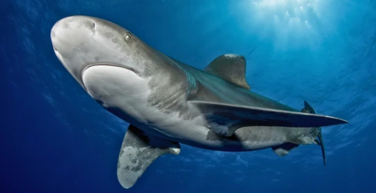 Plongée au plateau sud d’Elphinstone – couleurs et rencontres exceptionnelles