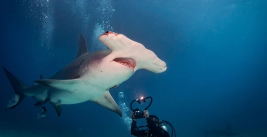 Plongée au plateau nord d’Elphinstone – vie marine spectaculaire et rencontres avec les requins