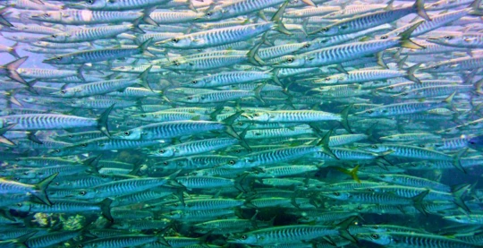 Plongée à Gota Abu Ramada – jardin de corail et vie marine abondante