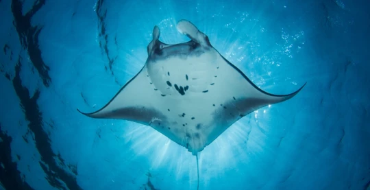 Plongée au sud de Daedalus – récifs doux et raies majestueuses