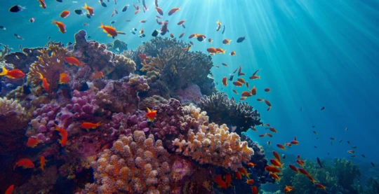 Plongée à l’est de Daedalus – site technique et coraux spectaculaires