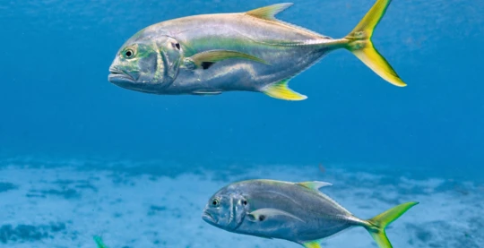 Plongée à l’ouest de Daedalus – dérive et vie pélagique